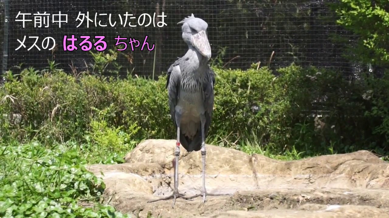 ハシビロコウ