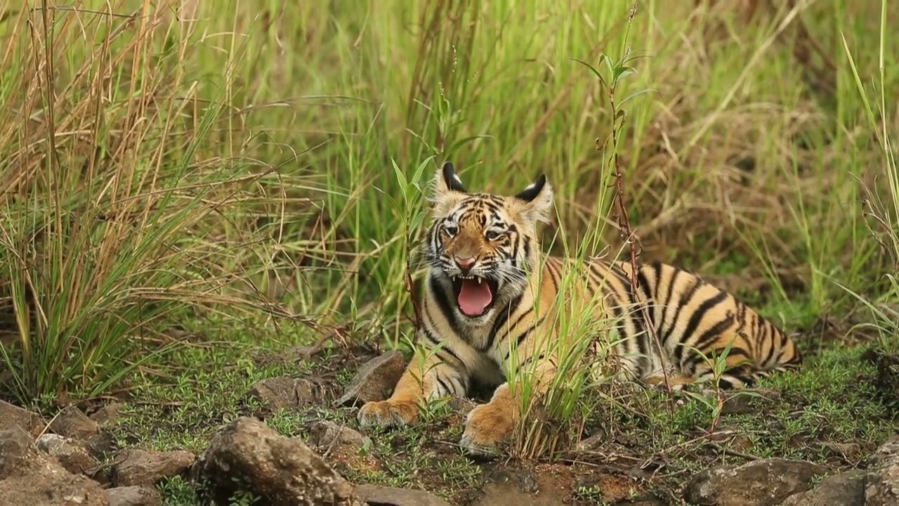 Amazing Tiger sightings   Part1
