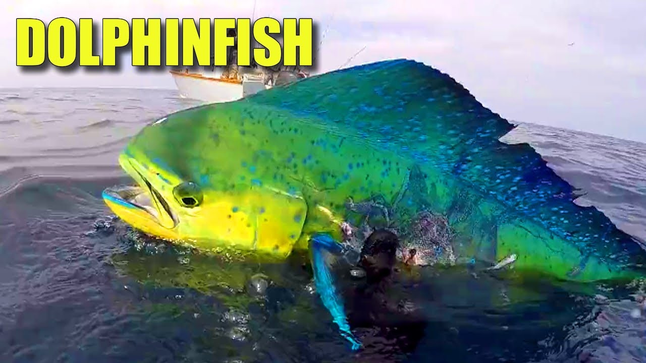 Mahi Mahi Facts: the DOLPHINFISH 🐬 Animal Fact Files