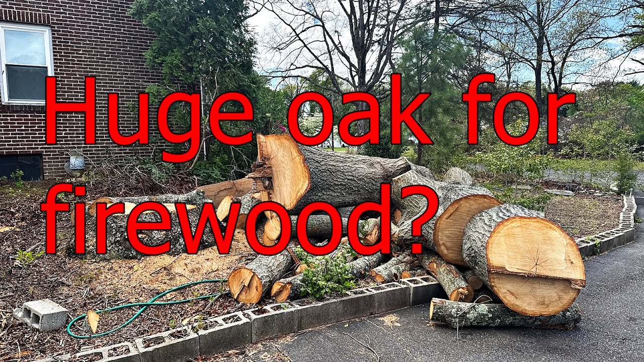 Huge oak for firewood. Kioti CS2520, Echo CS590 and Stihl MS 291