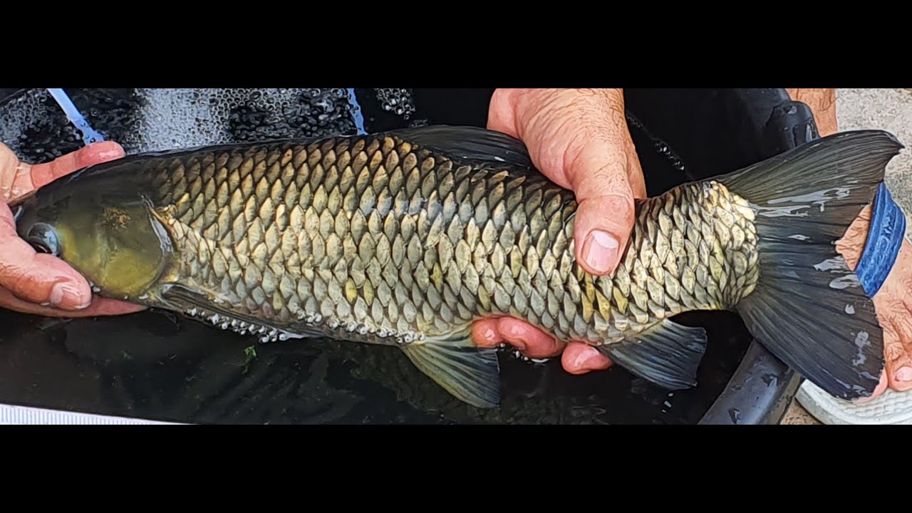 GRASS CARP FISH FARMING IN AQUARIUM OR SMALL TANK DEMONSTRATION (FEEDING FISH IN SMALL TANK)
