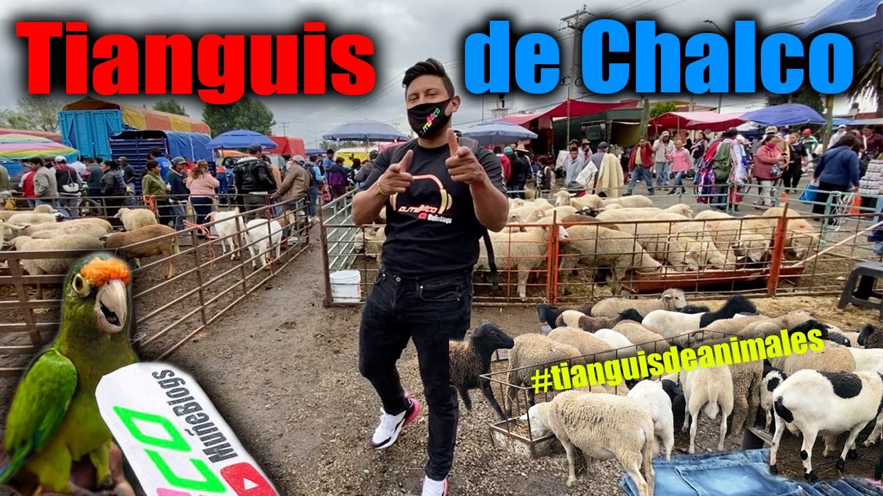 Tianguis de Chalco ((ANIMALES))