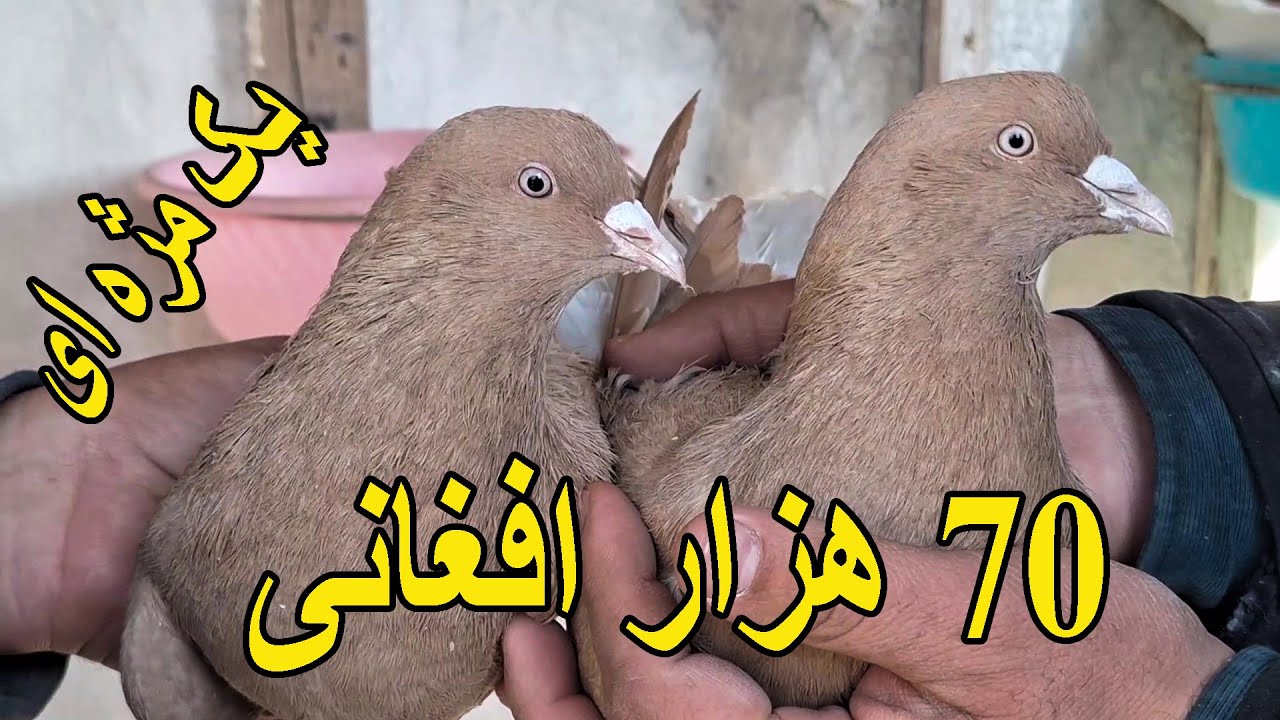یک جمع کفترهای یک مژه ای از کابل قدیم! قیمت 1000.00$ دالری