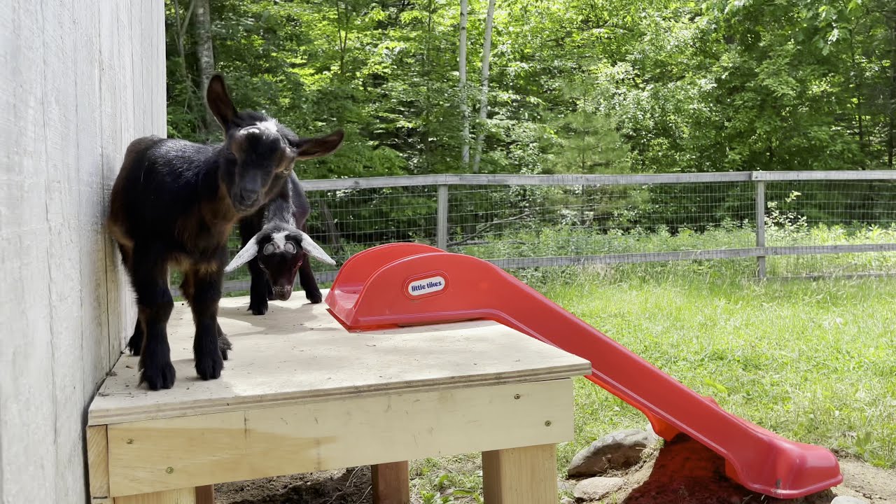 Goat Kids' Playhouse