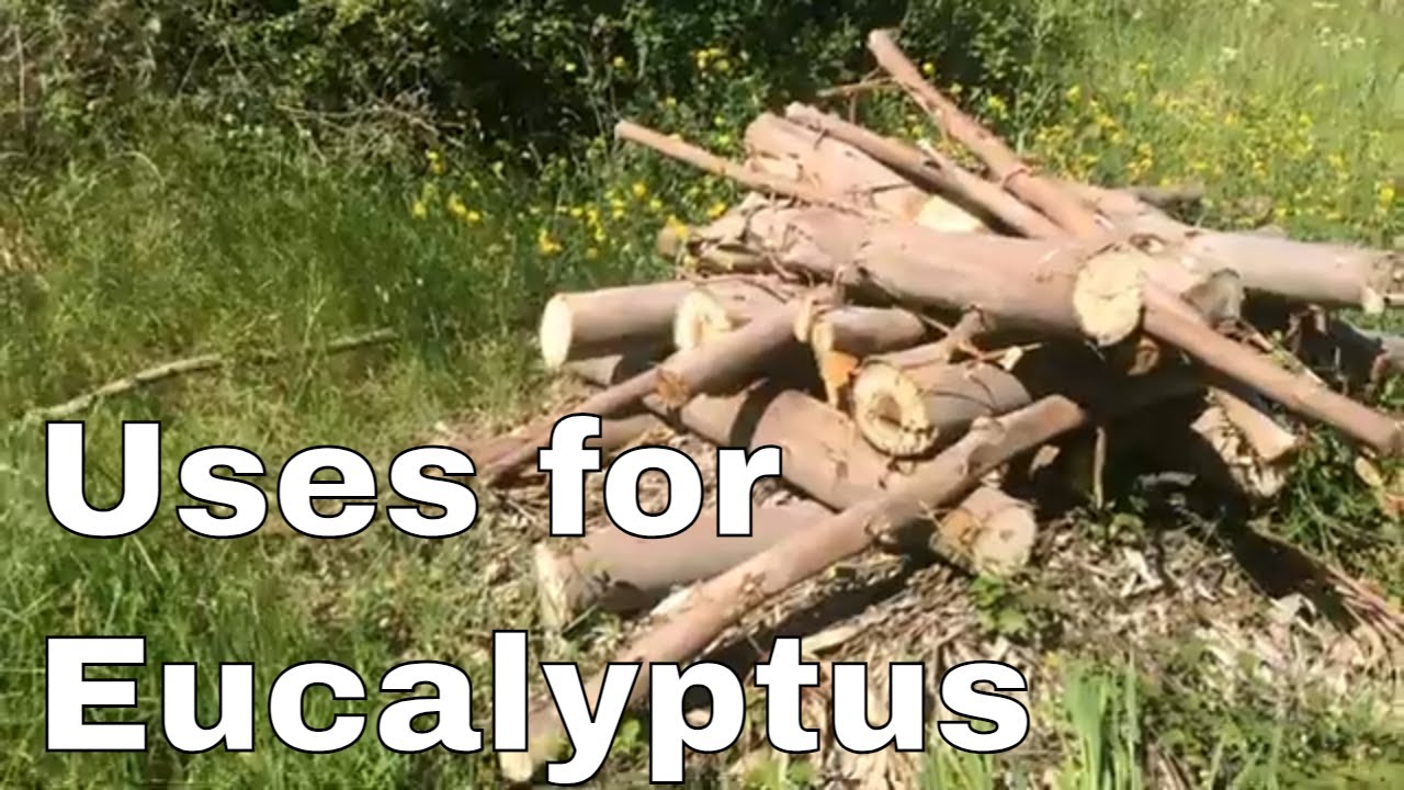 Uses for eucalyptus - woodchips, natural building, bio char
