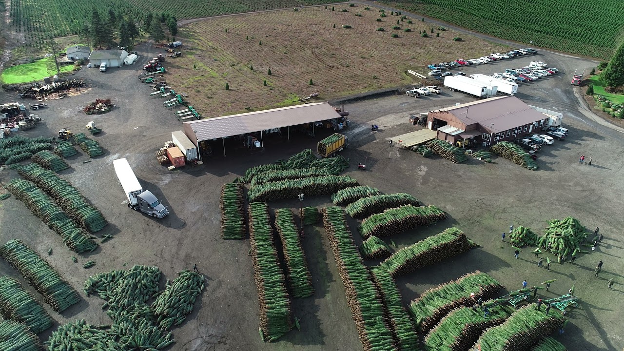 Oregon Christmas Tree Harvest 2021