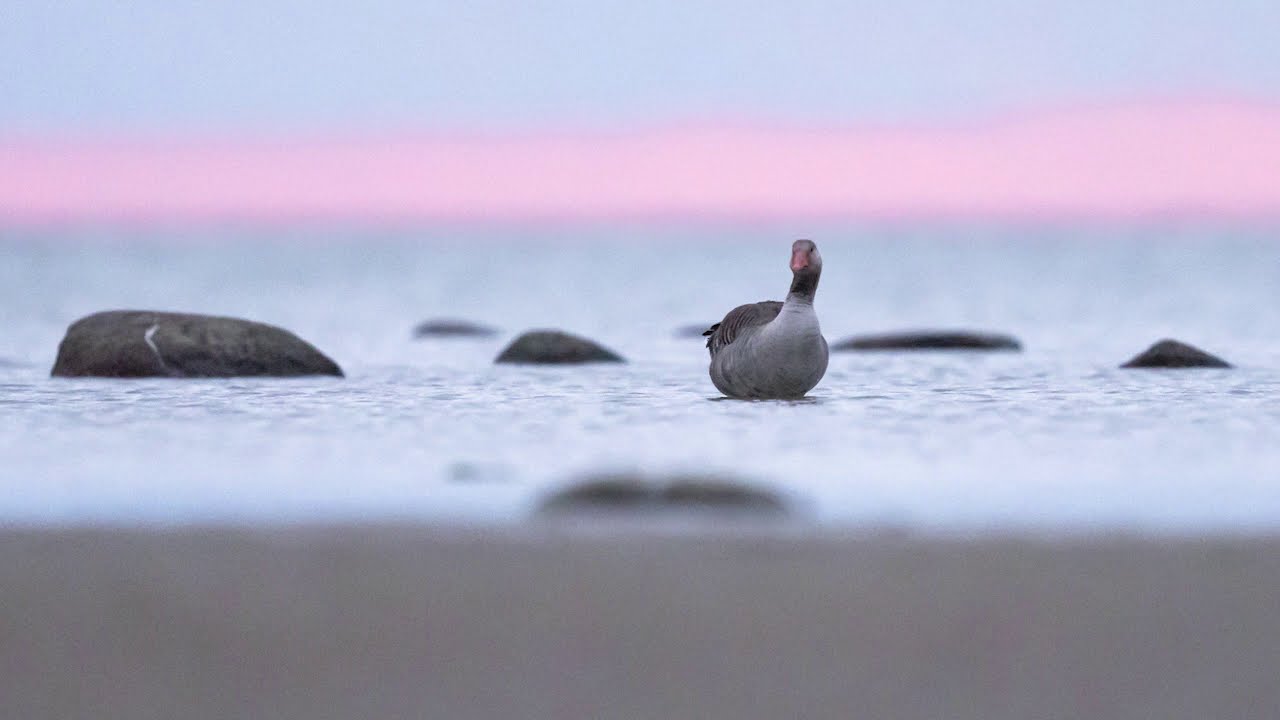 Fototips från ett gömsle på norra Öland.