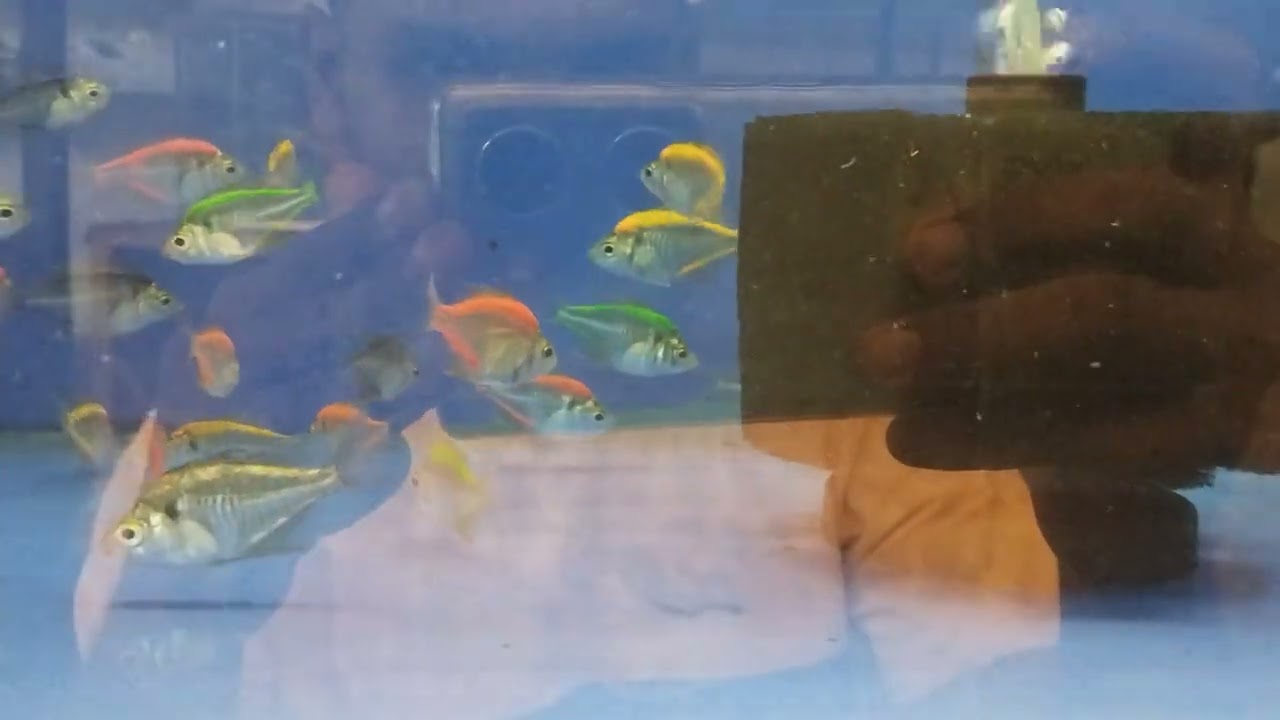 Shop SN AQUARIUM kumbala .. widow glass tetra #tetra #widowtetra #fish #aquarium #trending