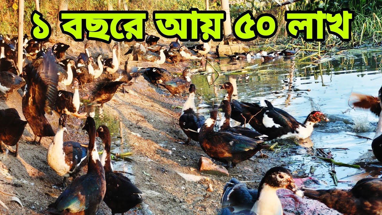 100 হাঁস পালনে ৫০ লাখ টাকা বছরে আয়। If you get 100 ducks , you can earn 50 lakhs per year.