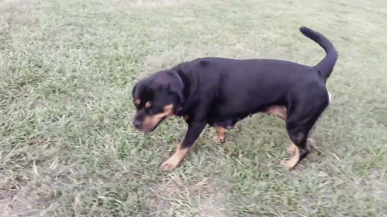 Reva's pups are 7 weeks old, Ula's pups are 1 week old! Weights, nail trim, deworm, etc 352-697-0799