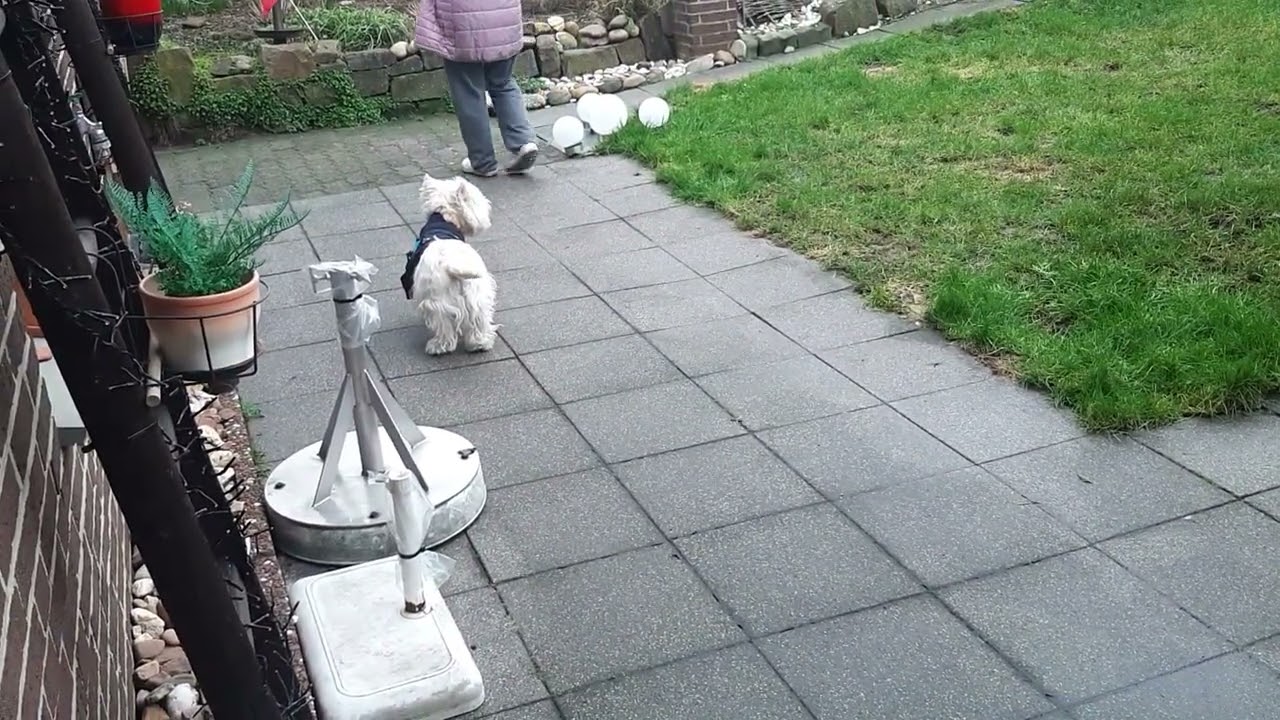 Westie Tom Kurz nach seiner Bein Amputation