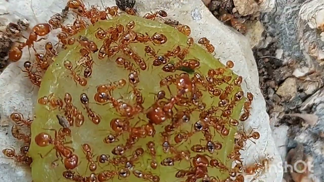Fire ants eating grape