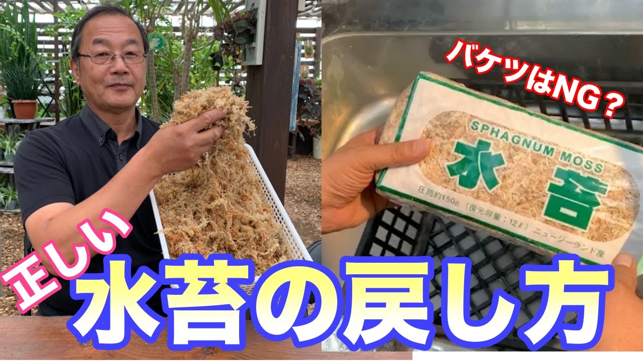 水苔を水につけてそのまま使ってませんか？◯日かけて戻すのが正しい！カトレヤや洋蘭の植え替えにも応用できる正しい水苔の戻し方を紹介。How to restore water moss