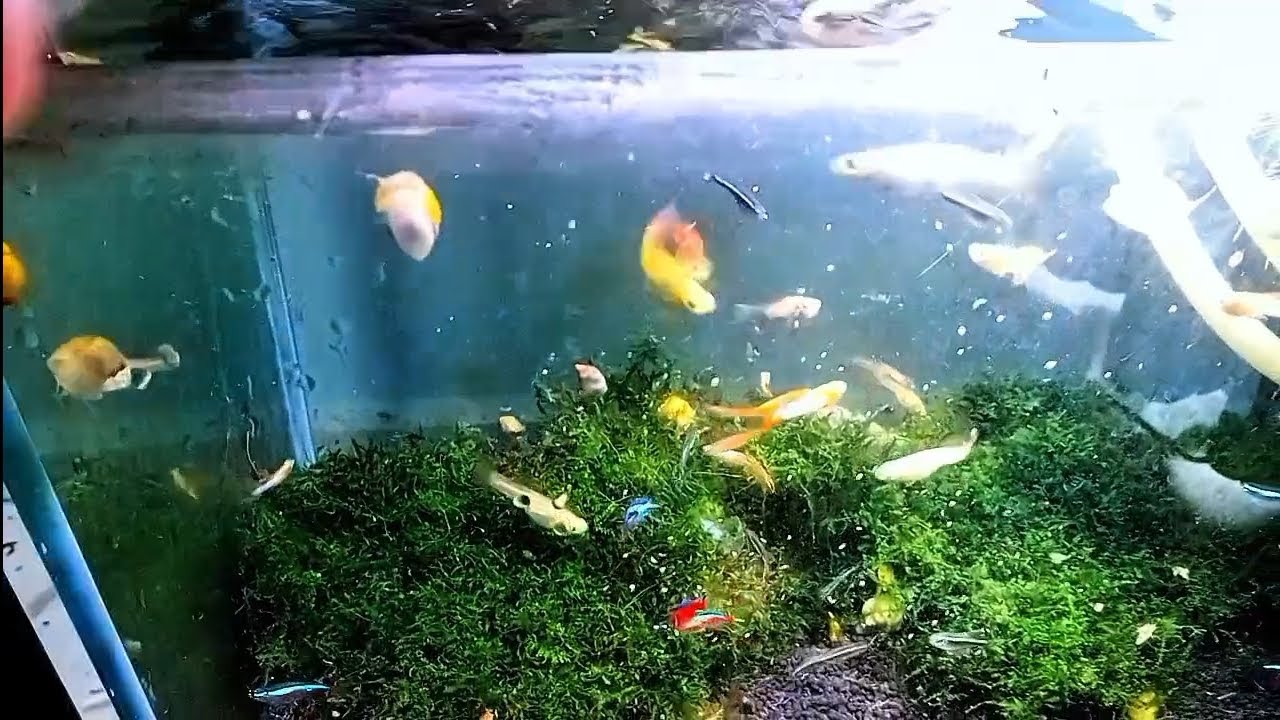 Hồ 7 màu Neon mùng 6 Tết :)