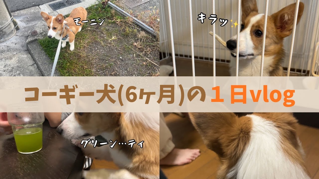 【コーギー犬】朝6時に起きてまったり過ごす| 犬の日常【犬のいる暮らし】