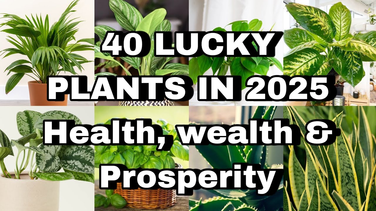 40 RARE Lucky plants for home and workplace in 2025 | Lucky Plants for health, wealth & prosperity
