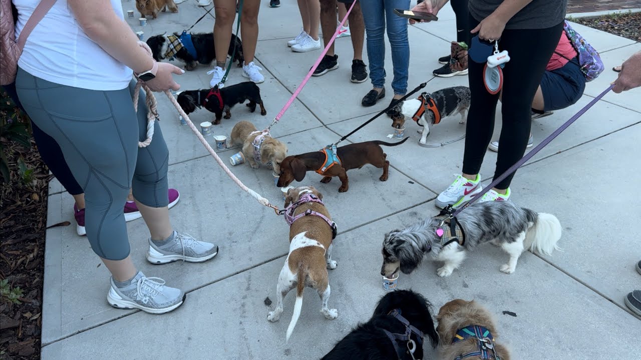 Wiener Walk in Winter Garden, FL