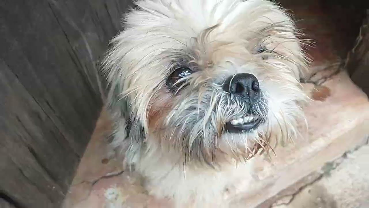 OS FILHOTES DA NINA VAI NASCE NESSE MÊS😧🤯!