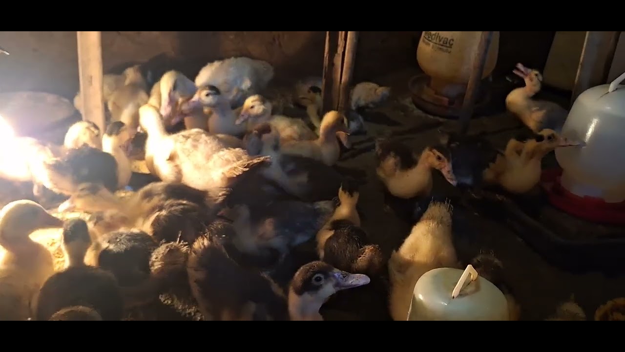 Raising Superior Muscovy Ducks: Strategies and Tips @zainulebit6607 