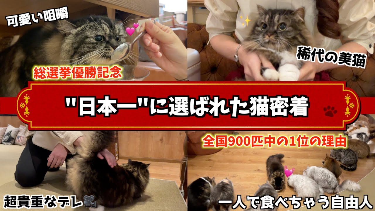 【密着】900匹総選挙で1位になった猫