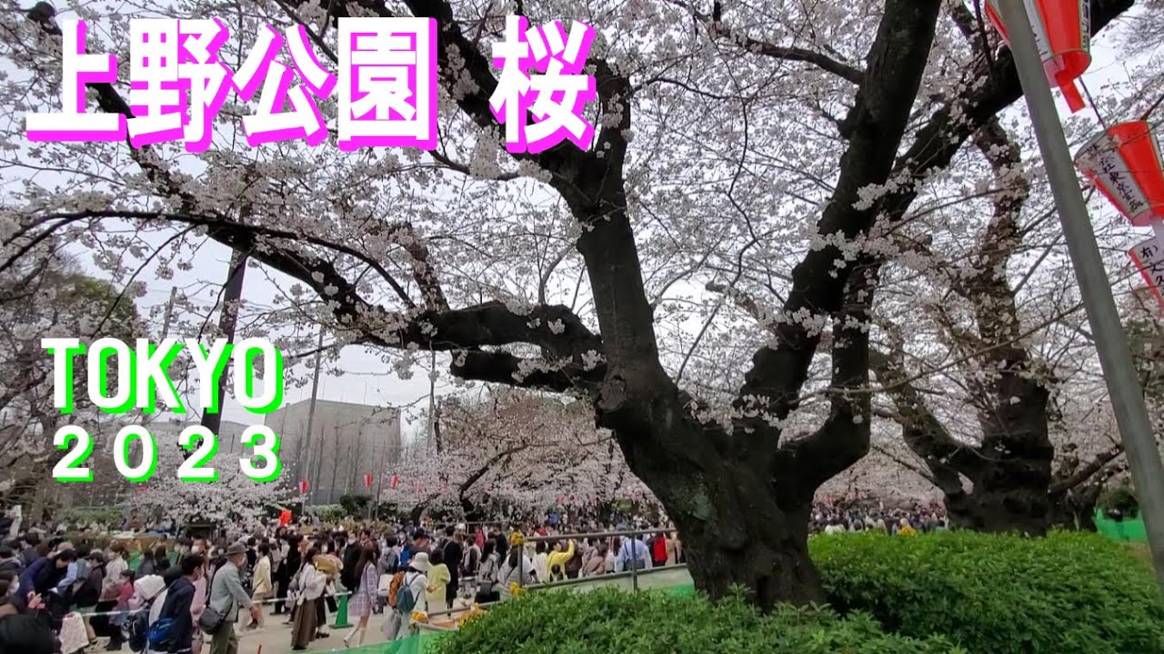 Cherry blossoms in Ueno Park 2023（上野公園の桜 2023）