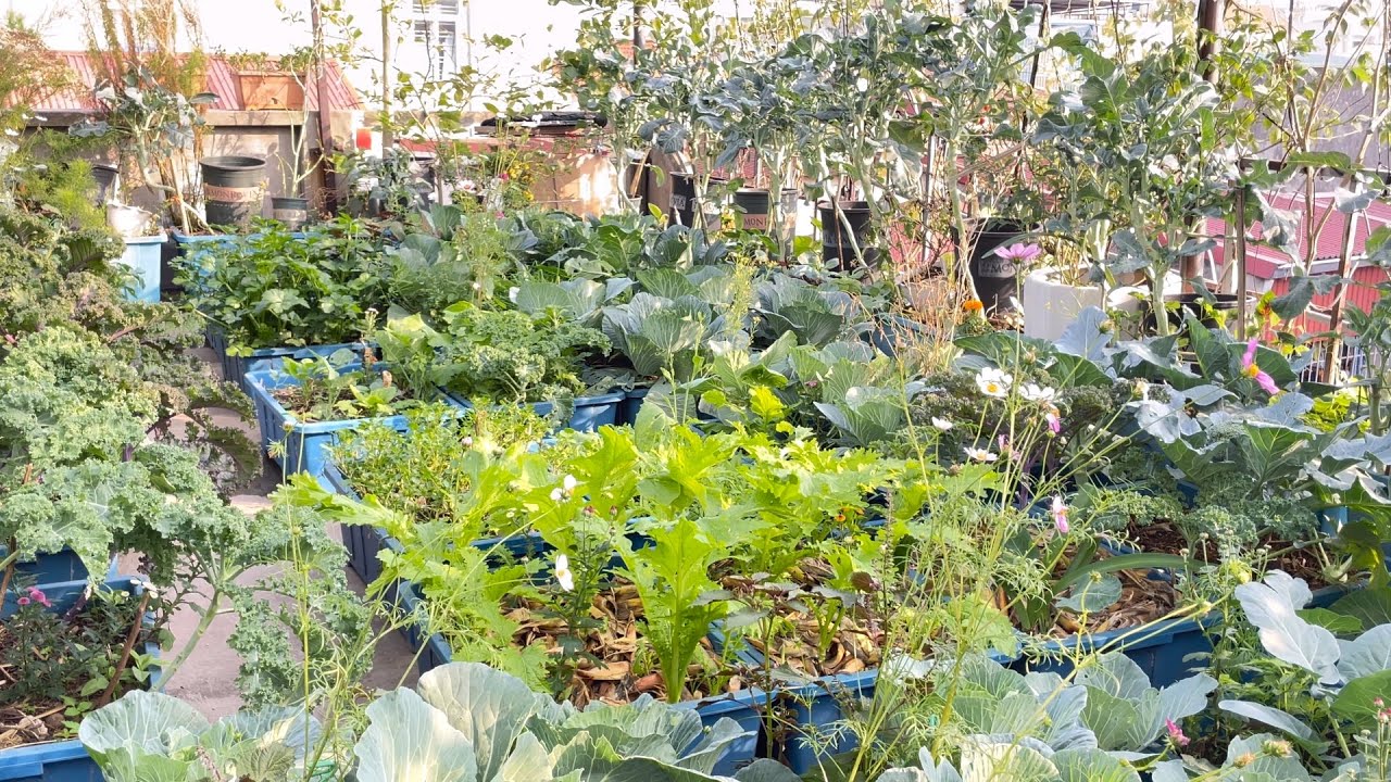 Cách mình xử lý tuyến trùng gây hại trong đất trồng rau hữu cơ tại nhà 🥬🍅