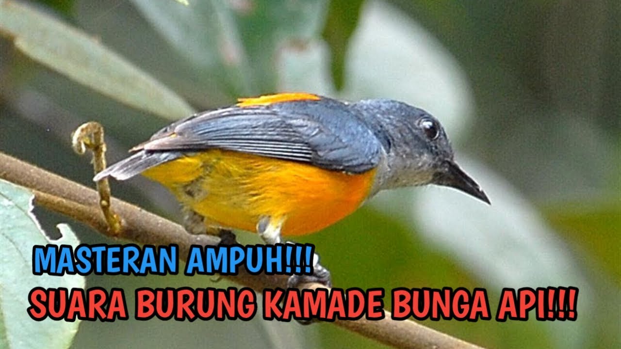 SUARA BURUNG KAMADE BUNGA API PIKAT DAN MASTERAN