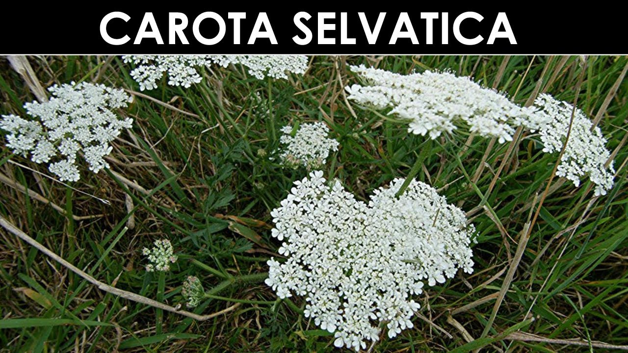 DIVINA FLORA - Carota selvatica