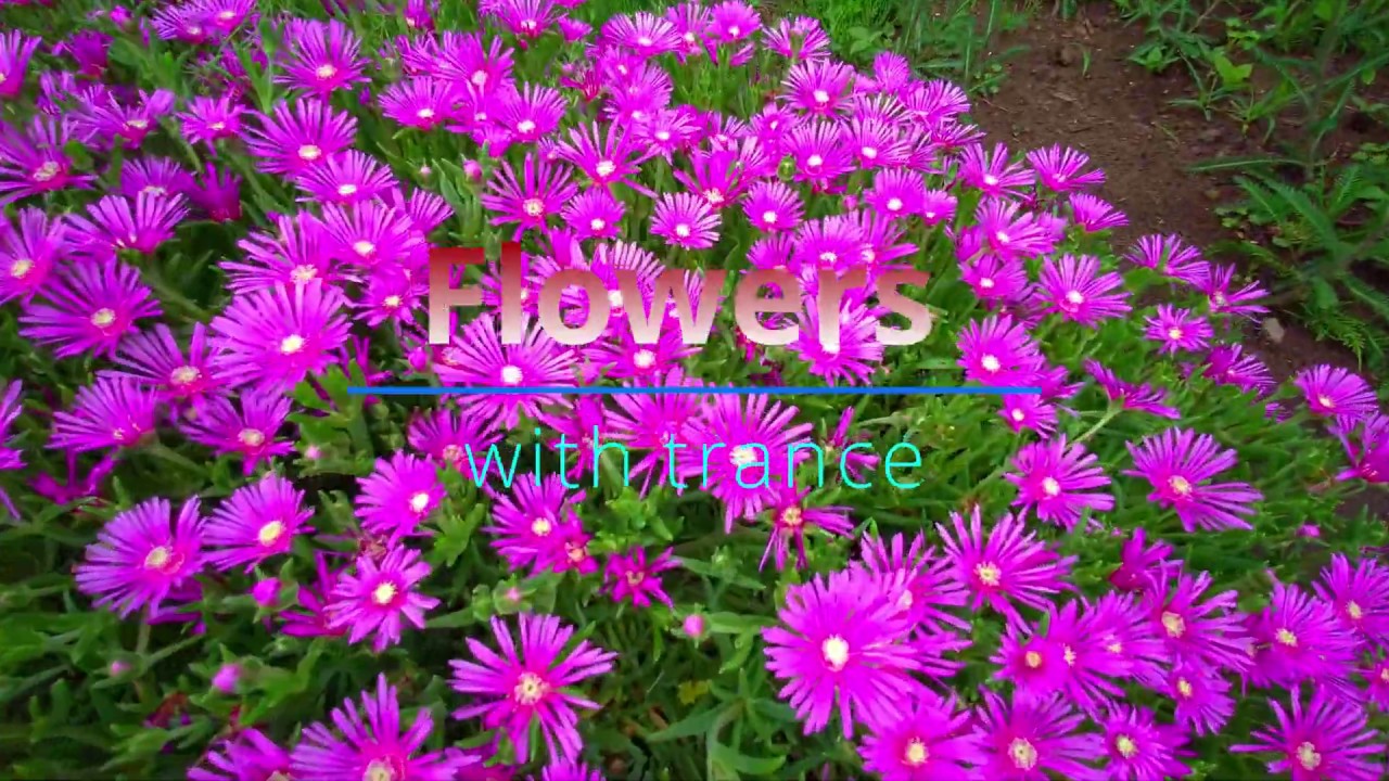 トランスと花を融合　fusion with flowers and trance music