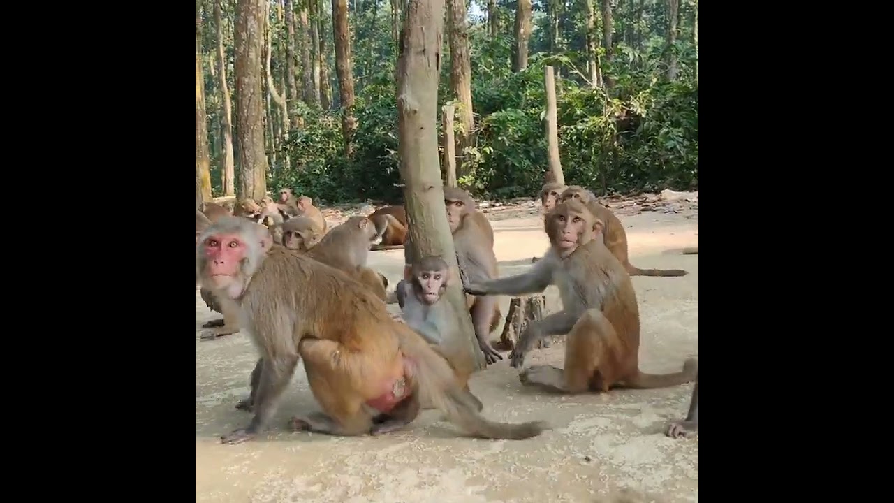 All the monkeys are eating together 😃 #monkeyworld #animallife #monkey #animals #monkeychallenge 