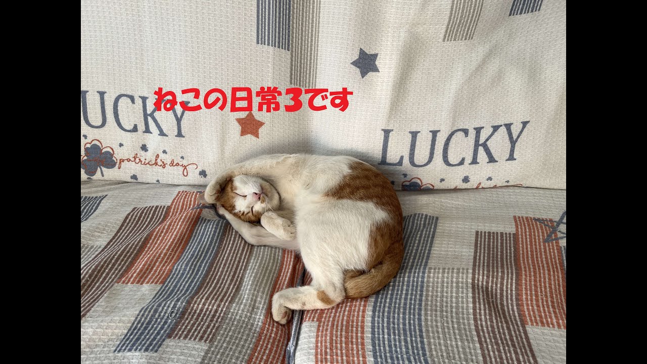 猫の日常３　最後は場外乱闘？