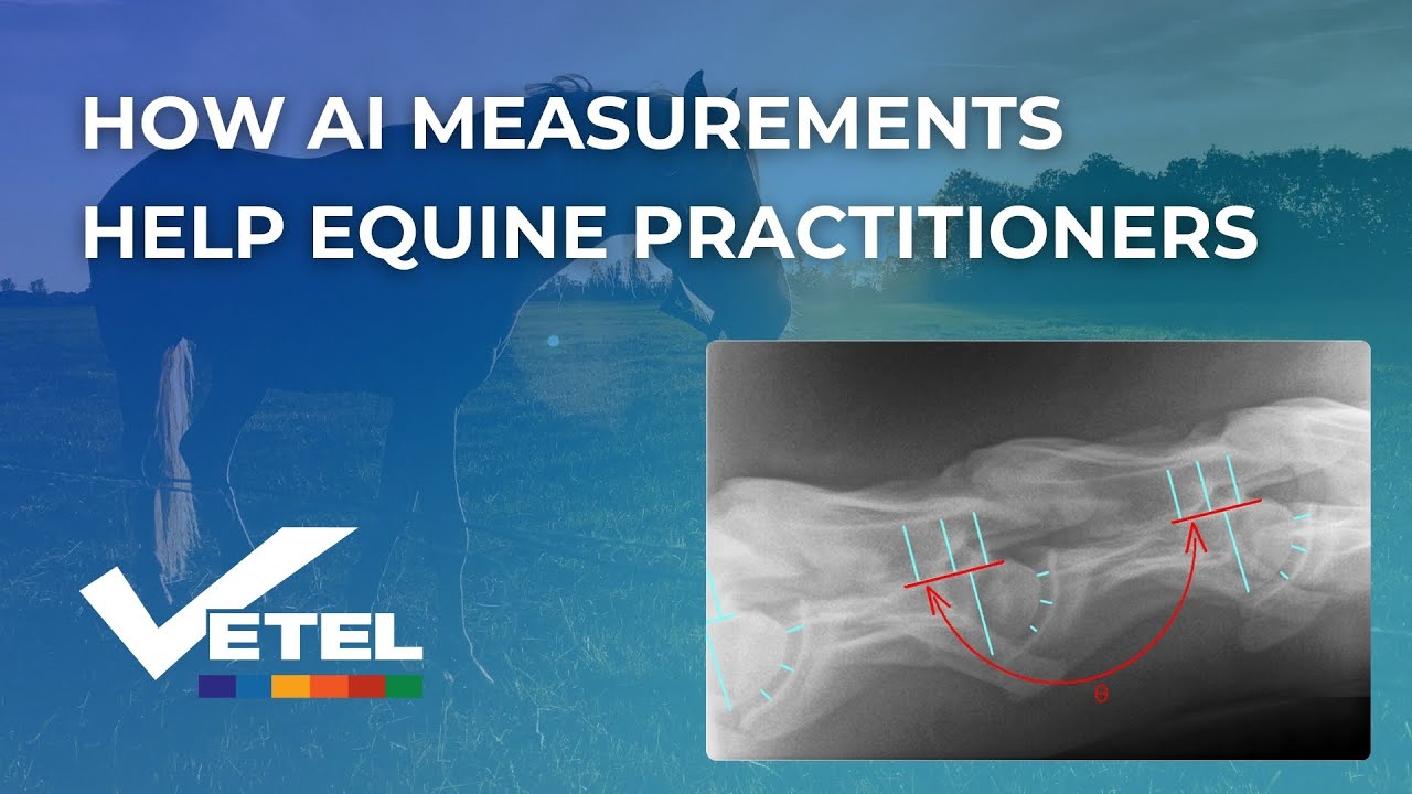How AI Measurements Help Equine Practitioners