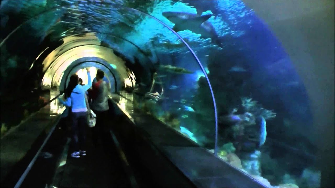 Shark Encounter, SeaWorld San Diego