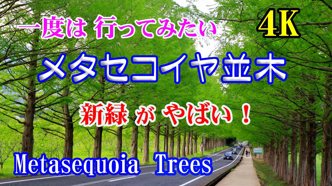 一度は行ってみたい 【メタセコイヤ並木】 【4K】 新緑がやばい！【Metasequoia Trees】 May 3 , 2025
