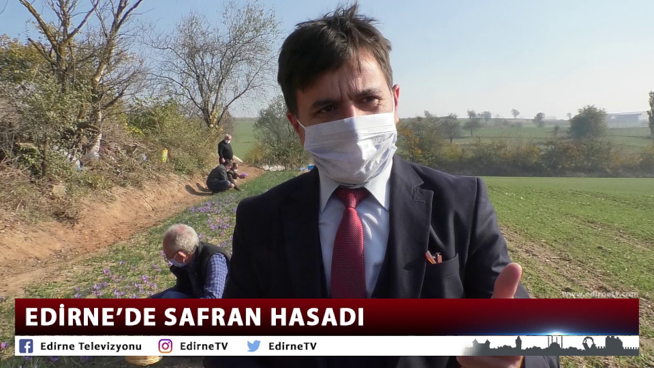 EDİRNE’DE SAFRAN HASADI