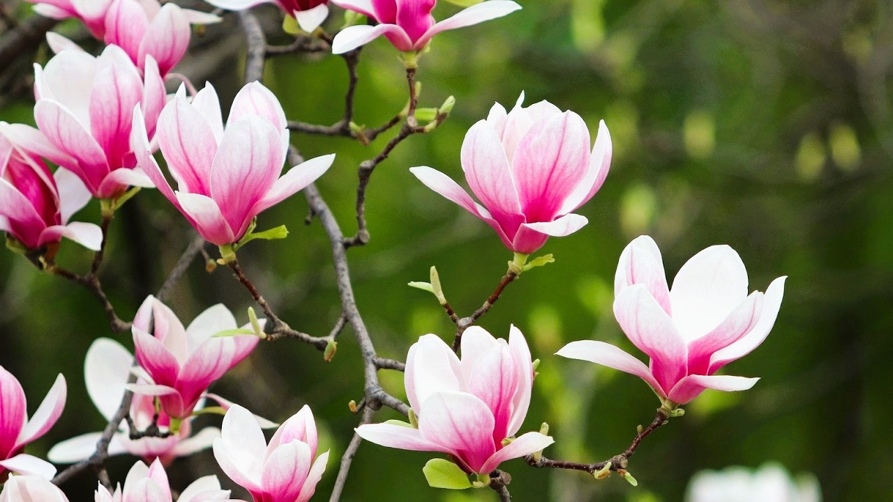 Beautiful Piano Music🌸Beautiful Spring Landscapes🌿