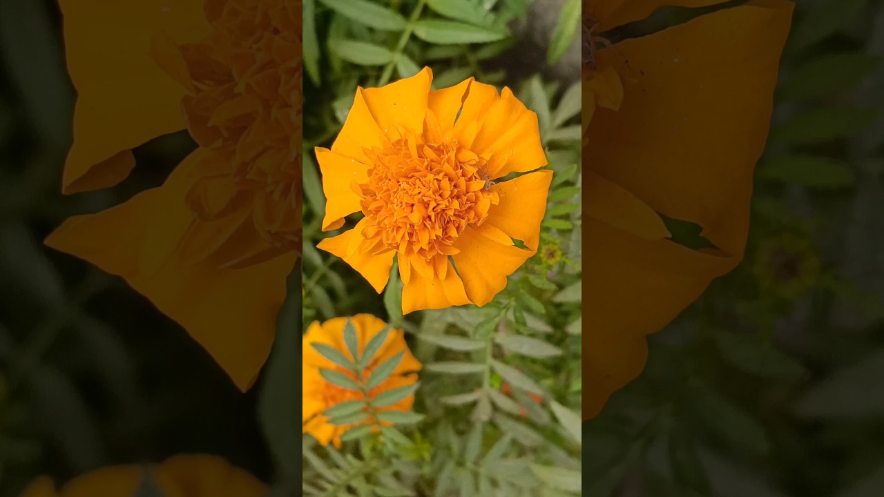 🌼Full bloom marigold from my home garden Pure natural beauty 