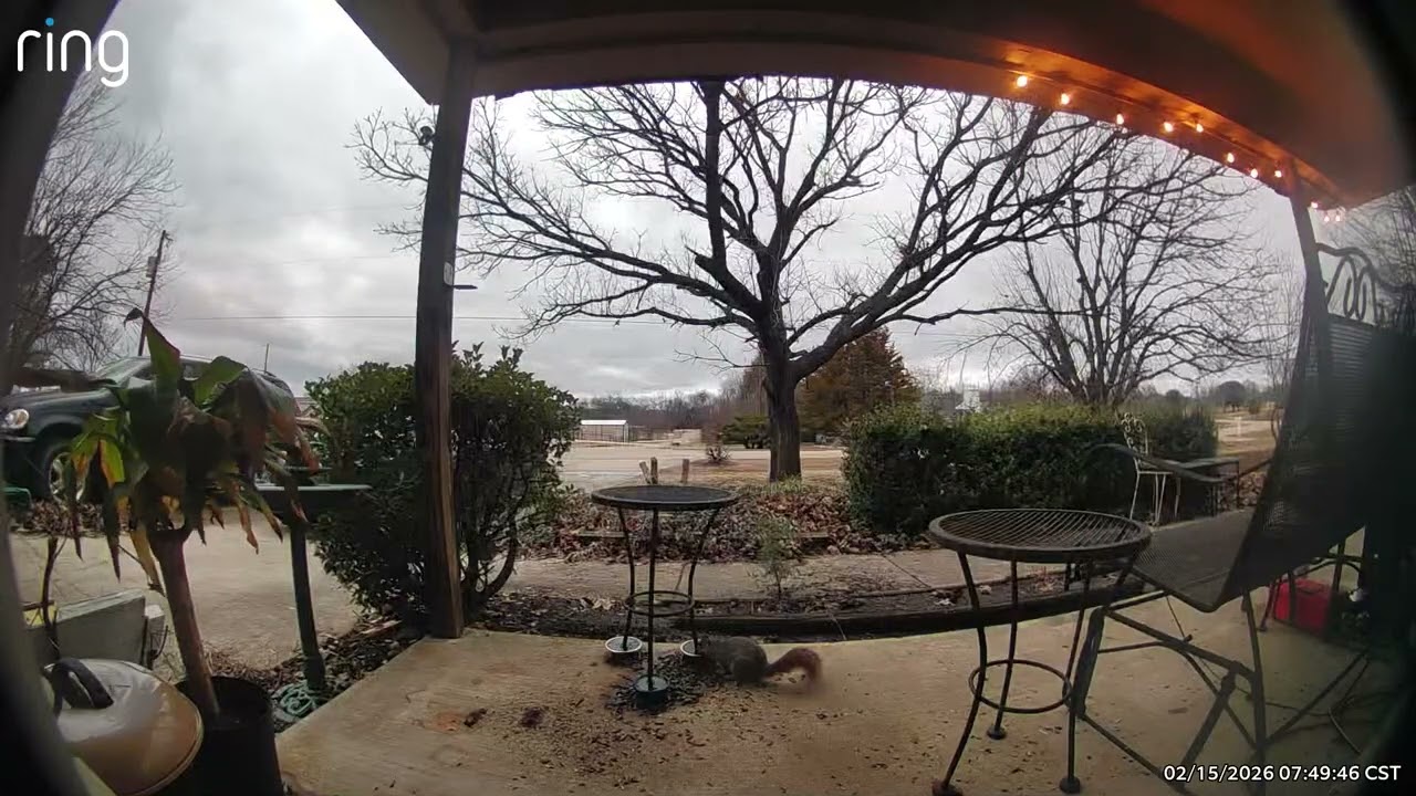 Squirrel Cam: February 15, 2026
