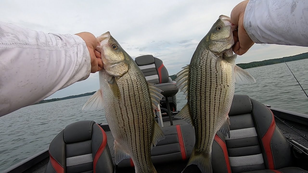 Catching Wipers (Hybrids) on Patoka Lake
