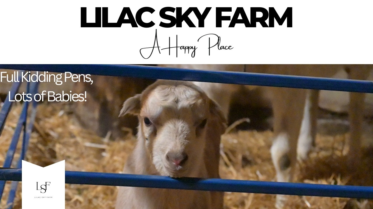 Three Days of Kidding Means a Full Barn | Tons of Baby Goats Arriving!