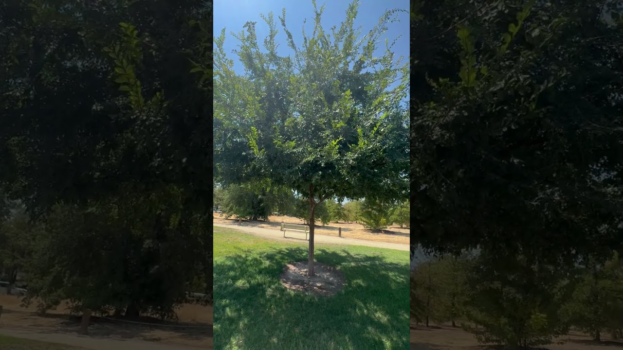 Chinese ELM tree, Also known as: Drake elm, Lacebark elm, Leather-leaf elm  #tree #californiatrees