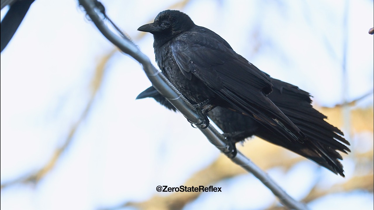 It Gets Noisy When the Crows Gather