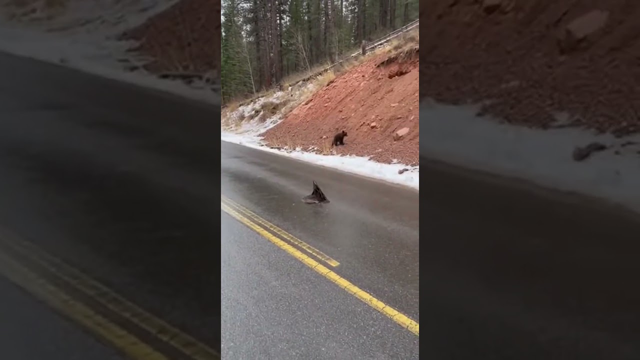 Park Ranger Saves Bear Cub From Wolves! 😱🐻