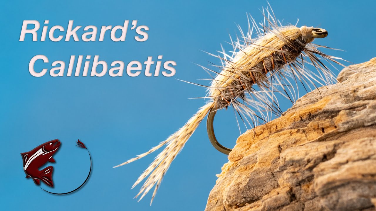 Rickard's Callibaetis