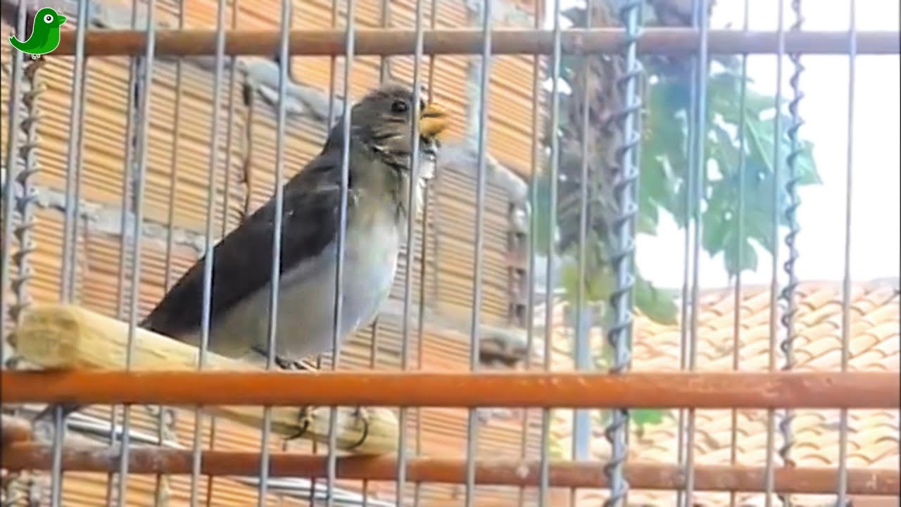BIGODINHO PARDO Cantando Muito MAQUINA DE CANTO !!!