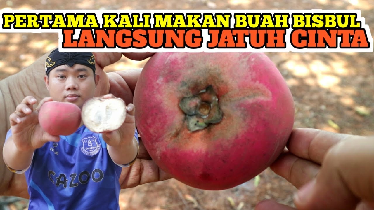 Review Buah Bisbul Atau Buah Mentega Rasanya Bikin Jatuh Cinta