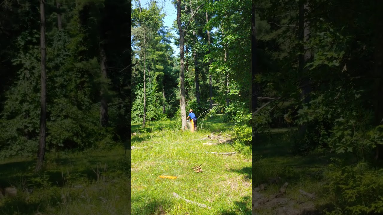 First tree felling with the Sthil MS 250! Like a professional!! (not really)
