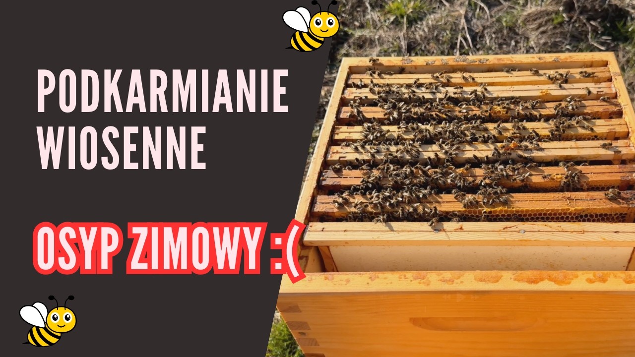 Podaje ciasto cukrowe i sprawdzam osyp zimowy