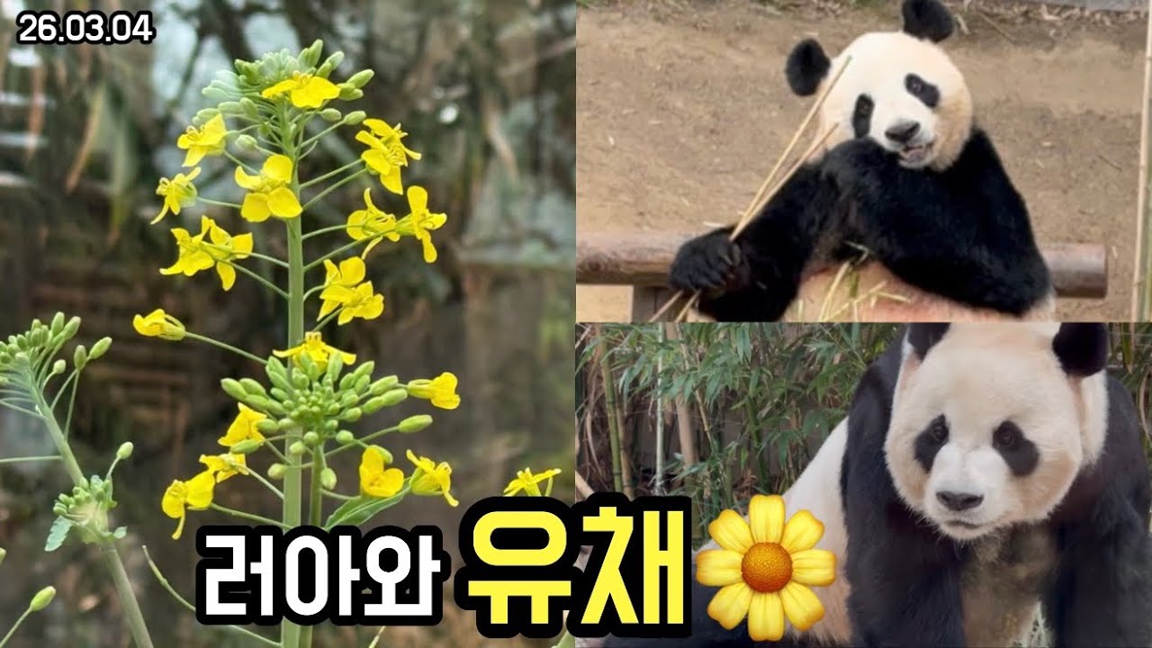 26.03.04 판다월드, 봄이 왔다는 증거🌼 