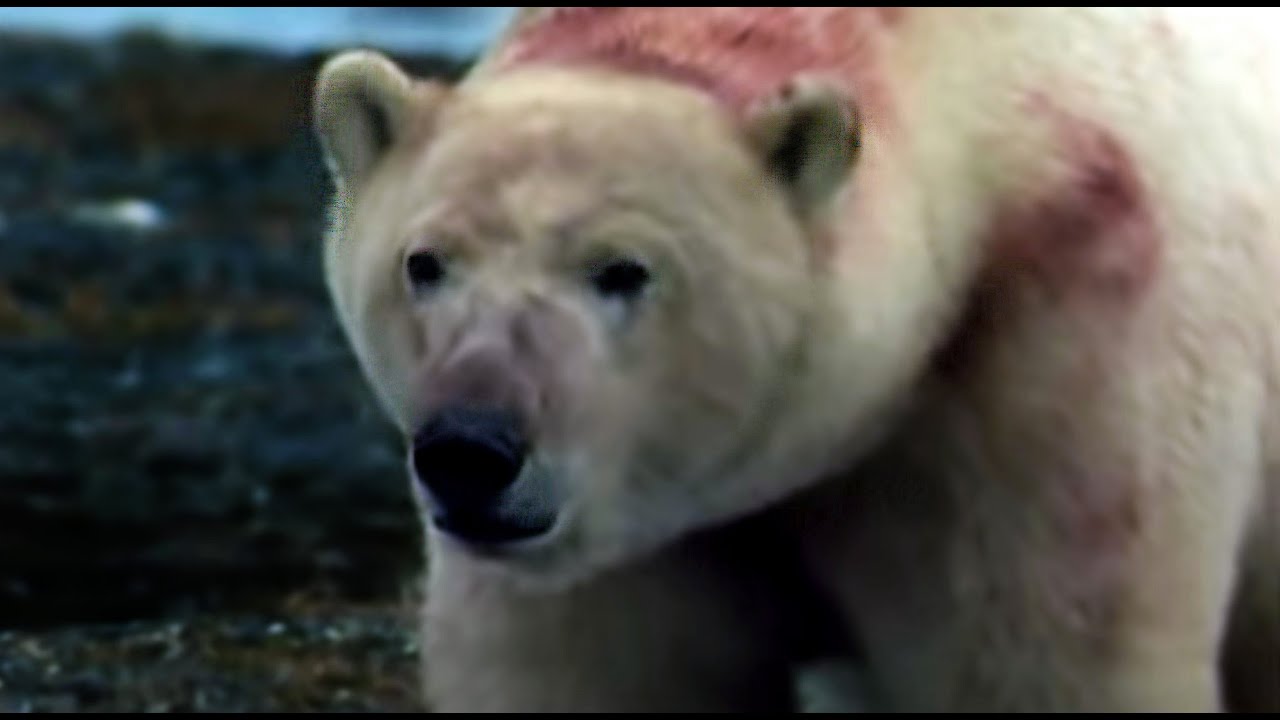 Polar Bears Ambush a Colony of Walruses | Polar Bear Battlefield | BBC Earth